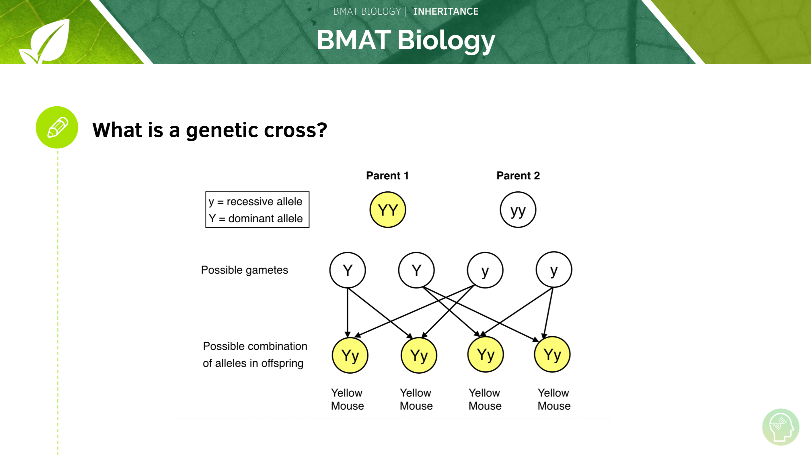  Inheritance & Genes