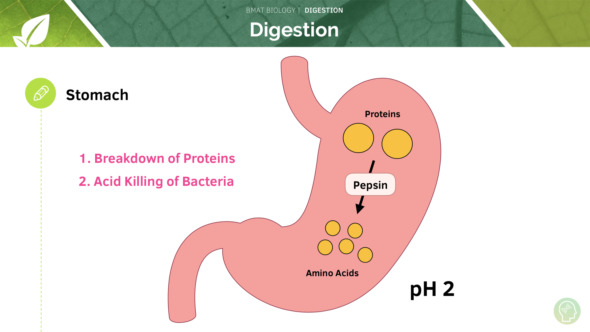 Homeostasis