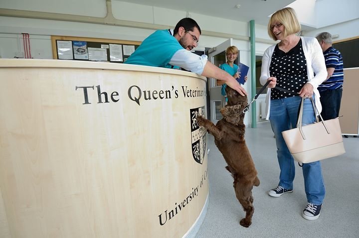QUEEN'S VETERINARY SCHOOL HOSPITAL: A major strength of the Cambridge course is the extensive use of practical teaching and the emphasis on small-group teaching from Year 1. The modern facilities in the Queen's Veterinary School Hospital include: a five-theatre small animal surgical suite, active ambulatory farm animal and equine units, a fully-equipped intensive care unit and a state-of-the-art post-mortem suite.