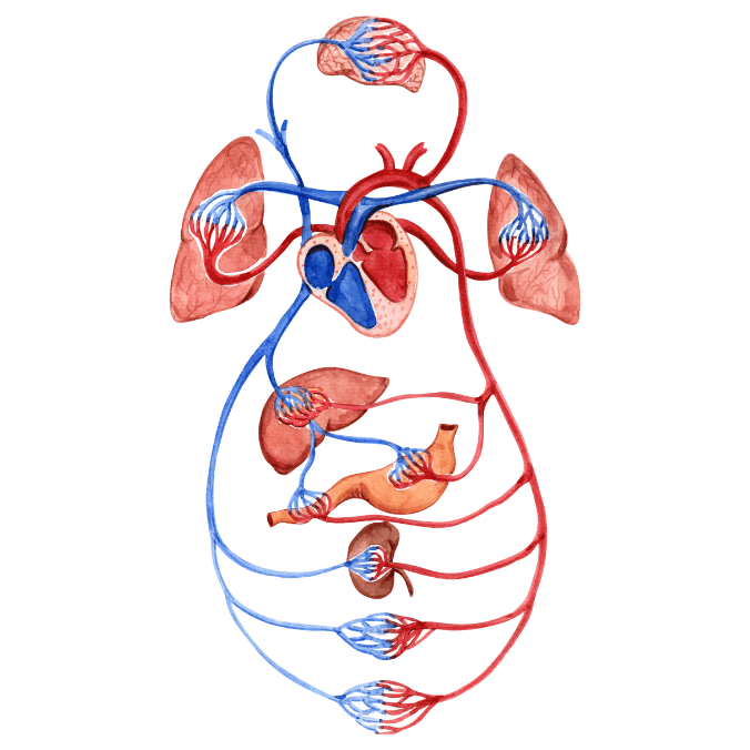 physiology tutor