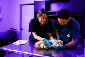 vet work experience